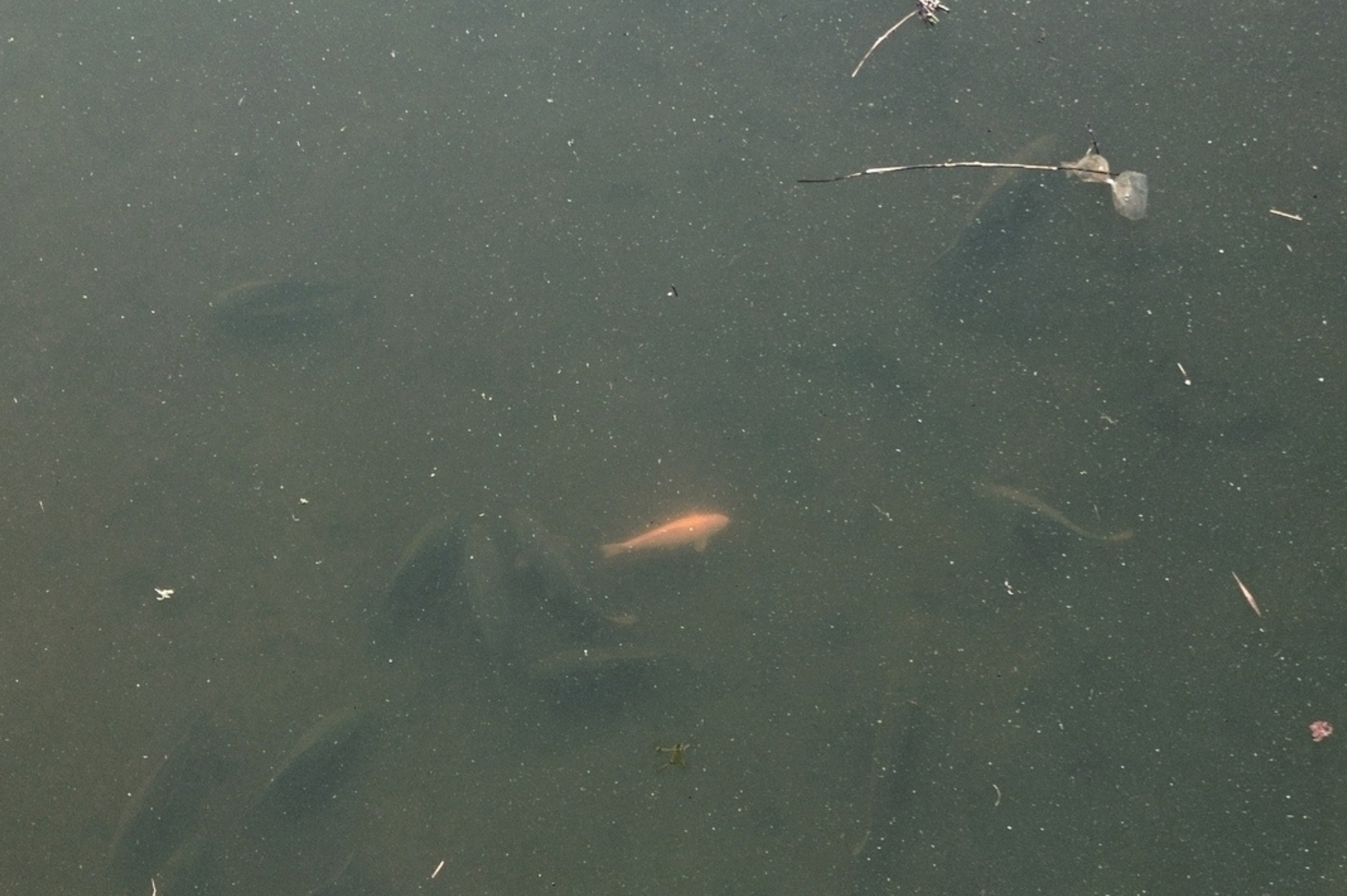 Bliksem start voor Desley